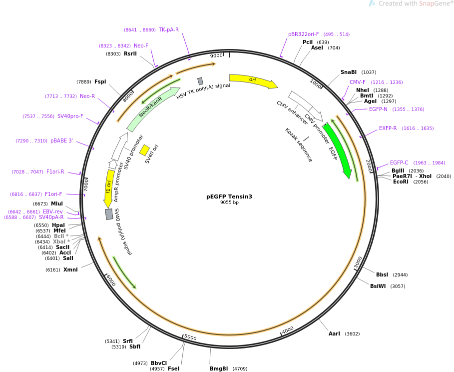 pEGFP Tensin3质粒图谱
